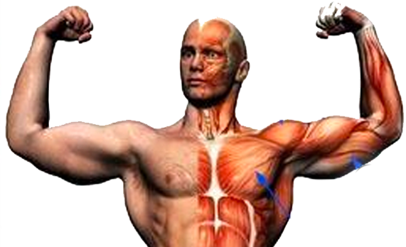 ShapeYOU Sportlernahrung, Trainingspläne, Ernährungstipps und mehr